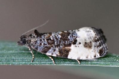 <i>Hedya pruniana</i>