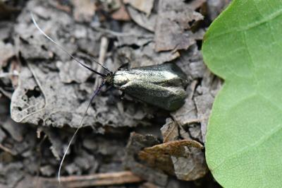 <i>Adela reaumurella</i>