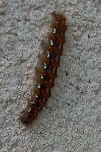 Écaille chinée 
