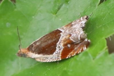 <i>Ancylis unculana</i>