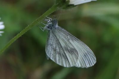 Piéride du Lotier 