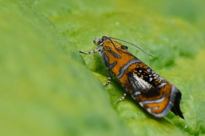 <i>Olethreutes arcuella</i>