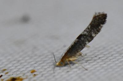 <i>Argyresthia spinosella</i>