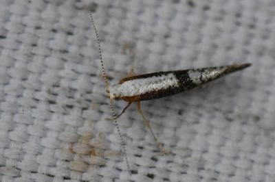 <i>Argyresthia spinosella</i>
