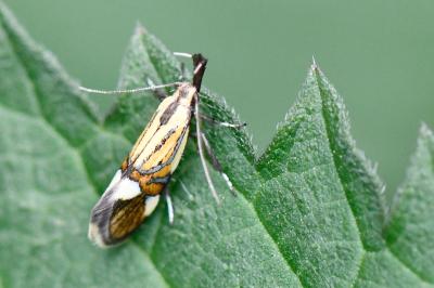 <i>Alabonia geoffrella</i>