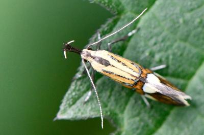 <i>Alabonia geoffrella</i>