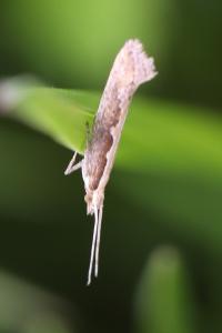<i>Plutella xylostella</i>