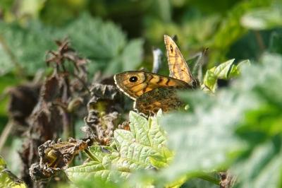 Mégère 
