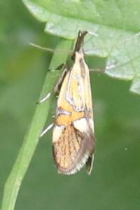 <i>Alabonia geoffrella</i>