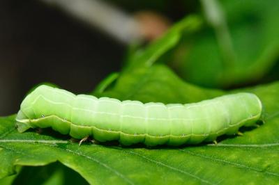 Noctuelle-Sphinx 