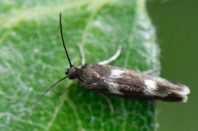 <i>Atemelia torquatella</i>