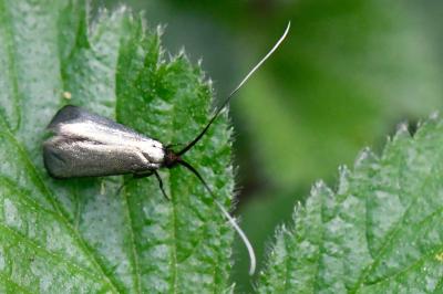 <i>Adela reaumurella</i>