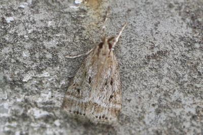 <i>Eudonia pallida</i>