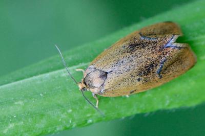<i>Ptycholoma lecheana</i>