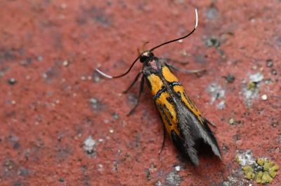 <i>Schiffermuelleria schaefferella</i>