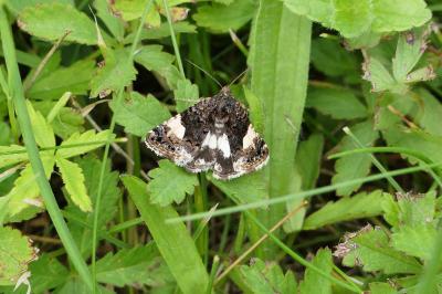 Noctuelle en deuil 