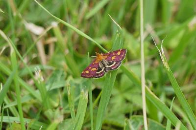 <i>Pyrausta purpuralis</i>