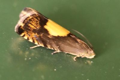 <i>Pammene regiana</i>