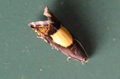 <i>Pammene regiana</i>