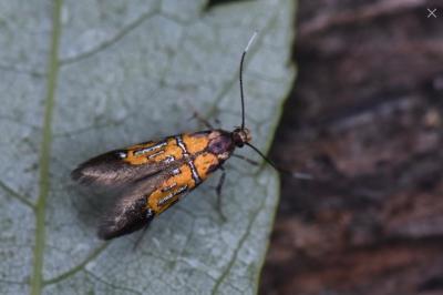 <i>Schiffermuelleria schaefferella</i>
