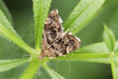 <i>Anthophila fabriciana</i>
