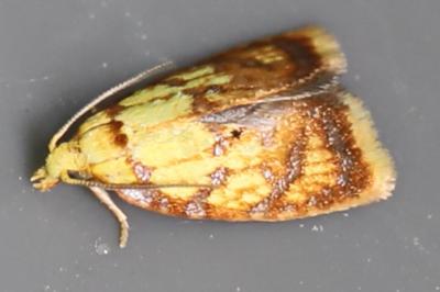 <i>Acleris bergmanniana</i>