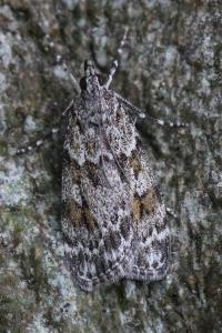 <i>Scoparia pyralella</i>