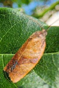 <i>Cacoecimorpha pronubana</i>