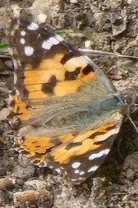 Vanesse des Chardons 