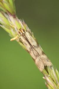 <i>Homoeosoma sinuella</i>