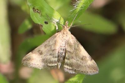 <i>Pyrausta despicata</i>
