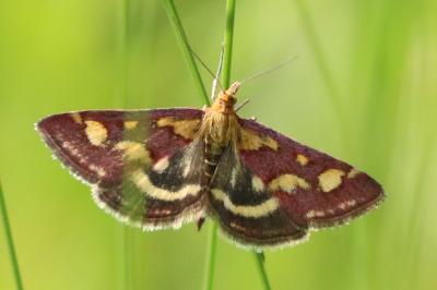 <i>Pyrausta purpuralis</i>