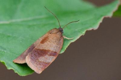 <i>Cacoecimorpha pronubana</i>