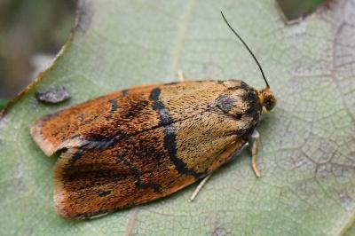<i>Ptycholoma lecheana</i>