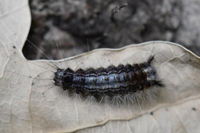 Noctuelle du Coudrier 