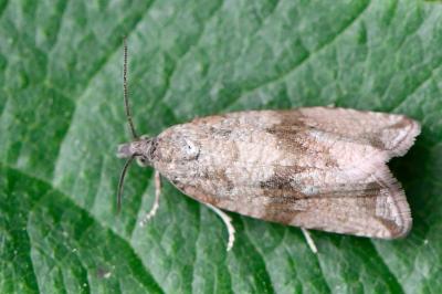 <i>Celypha striana</i>