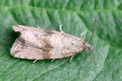 <i>Celypha striana</i>