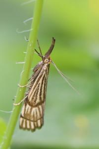 <i>Chrysocrambus linetella</i>