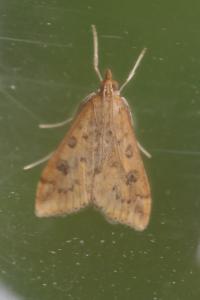 <i>Udea ferrugalis</i>