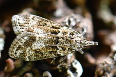 <i>Eudonia mercurella</i>