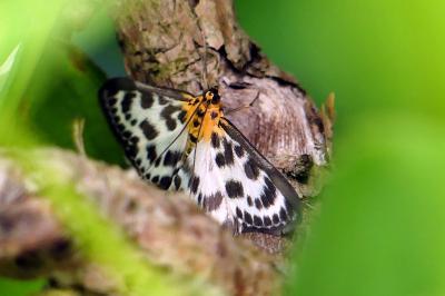 <i>Anania hortulata</i>