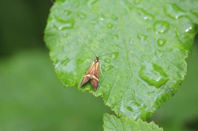 <i>Nemophora degeerella</i>