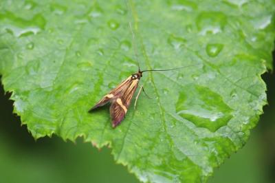 <i>Nemophora degeerella</i>