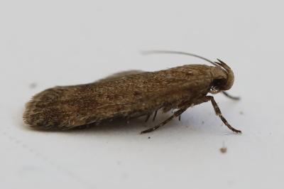 <i>Pexicopia malvella</i>
