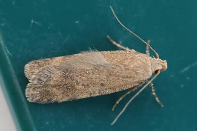 <i>Pexicopia malvella</i>