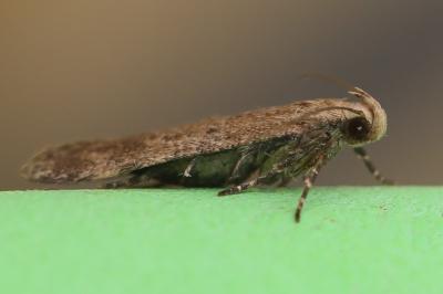 <i>Pexicopia malvella</i>