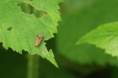 <i>Argolamprotes micella</i>