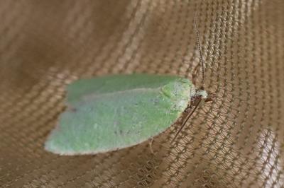 <i>Tortrix viridana</i>