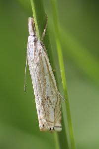 <i>Crambus lathoniellus</i>