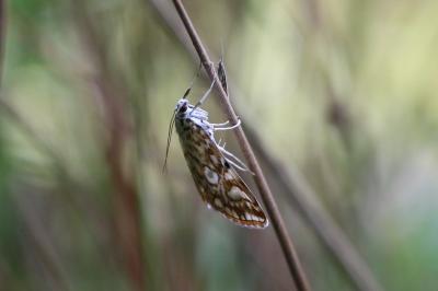 Elophila nymphaeata